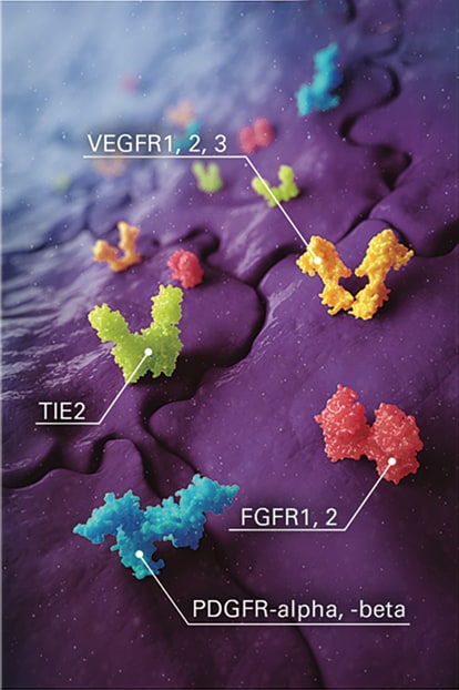 Graphic image of Stivarga mechanism on Tumor Angiogenesis Endothelial cell with labels on key angiogenic receptors inhibited by STIVARGA (regorafenib): VEGFR1, 2, and 3; TIE2; PDGFR-alpha and -beta; and FGFR1 and 2 via kinase inhibition.
