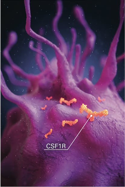 Graphic image of Stivarga for macrophage proliferation Macrophage with label on CSF1R. STIVARGA (regorafenib) disrupts tumor immunity by inhibiting CSF1R.