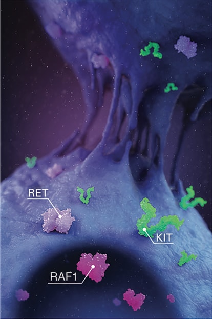 Graphic image of Stivarga mechanism during Oncogenesis Tumor cell with labels on multiple protein kinases potently blocked by STIVARGA (regorafenib), including KIT, RAF-1, and RET, which are important in oncogenesis.