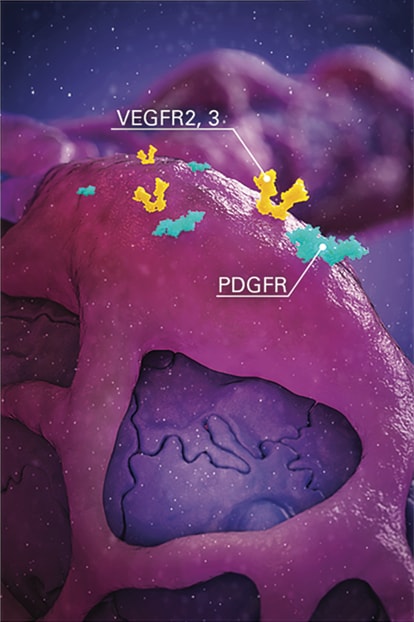 Graphic image of Stivarga mechanism on metastasis Pericyte with labels on VEGFR2 and 3 and PDGFR.